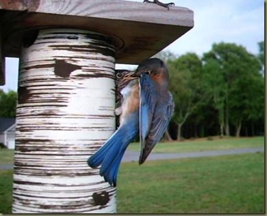 Birds 'n Such: Summer Blues